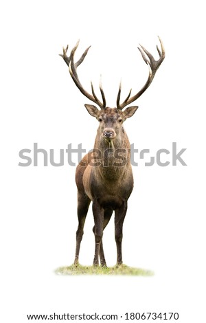Curious red deer, cervus elaphus, stag looking into camera isolated on white background. Majestic male mammal with strong antlers standing on green grass from front view cut out on blank.