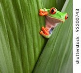 curious red eyed tree frog hiding in green background leafs Agalychnis callydrias exotic amphibian macro treefrog copyspace animal looking in tropical jungle Costa Rica vivid Panama or terrarium