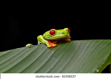 A curious Red eyed tree frog peers over a banana leaf to investigate the photographer in Costa Rica.