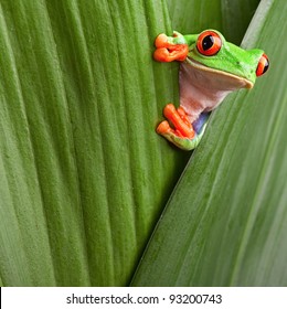 curious red eyed tree frog hiding in green background leafs Agalychnis callydrias exotic amphibian macro treefrog copyspace animal looking in tropical jungle Costa Rica vivid Panama or terrarium