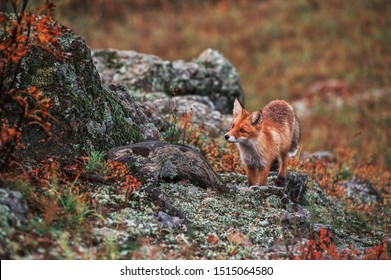 Curious Red Fox In Its Natural Habitat. Altai Nature Reserve
