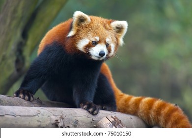 Curious Red Panda