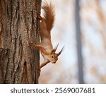A curious red squirrel climbs down a tree trunk, its fluffy tail and ear tufts adding to its charm.