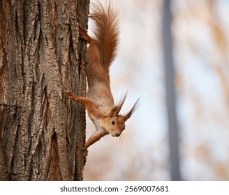 A curious red squirrel climbs down a tree trunk, its fluffy tail and ear tufts adding to its charm.