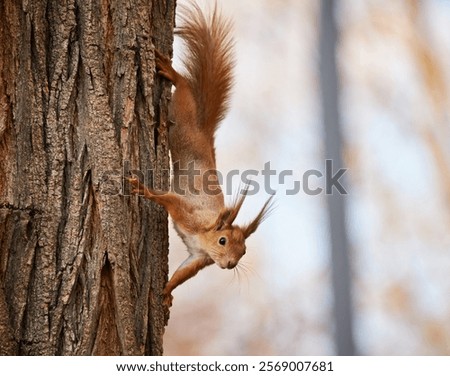 A curious red squirrel climbs down a tree trunk, its fluffy tail and ear tufts adding to its charm.
