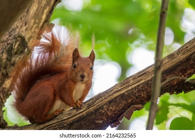 Curious Red Squirrel On The Tree Branch