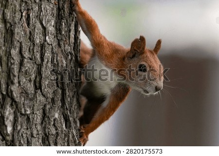 Curious red squirrel peeking around a tree trunk with copy space