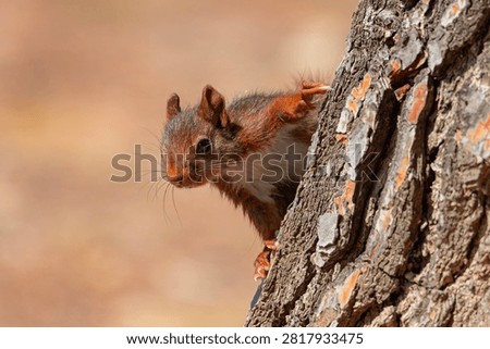 Curious Red Squirrel Peeking Behind Tree Bark