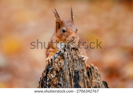 A curious red squirrel perched on a tree stump with a blurred autumn background.