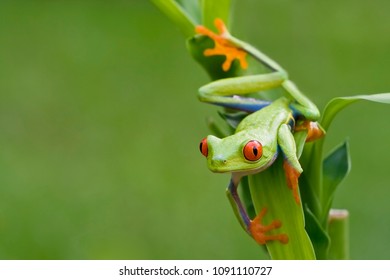 Curious Red-eyed Tree Frog In Rainforest