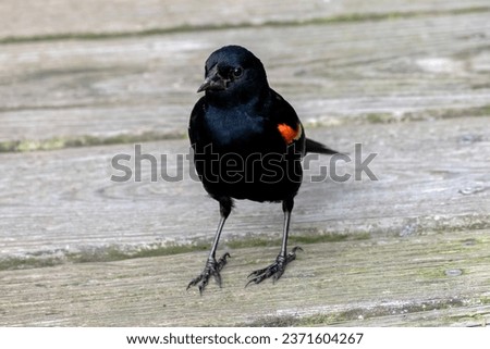 A curious Red-winged Blackbird stands on a boardwalk in eastern Massachusetts - Agelaius phoeniceus