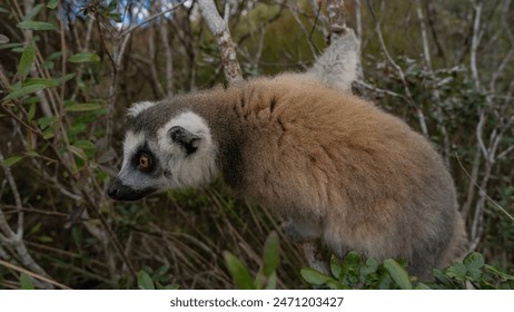 A curious ring-tailed lemur catta is sitting on a tree, looking carefully. Fluffy beige fur, bright orange eyes. Side view.Close-up. Madagascar. Lemur Island.  Nosy Soa Park - Powered by Shutterstock