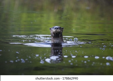 Curious River Otter