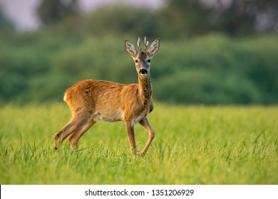 Curious Roe Deer, Cervus Elaphus, Buck In Summer At Sunset Watching With One Leg Lifted In The Air. Roebuck With Vivid Warm Colors With Positive Sentiment.