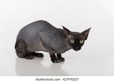 Curious Scared Black Sphynx Cat Green Stock Photo 427970257 | Shutterstock