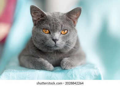 Fat Lazy Cat Stock Photos, Images u0026 Photography  Shutterstock