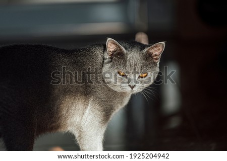 The curious Scottish fold cat ; grey lovely standing cat with highlight on his face, The angry cat