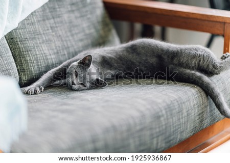 The curious Scottish fold cat ; The grey lovely cat, The lazy Scottish fold stretching itself on the sofa while waking up