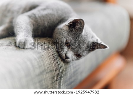 The curious Scottish fold cat ; The grey lovely and lazy cat