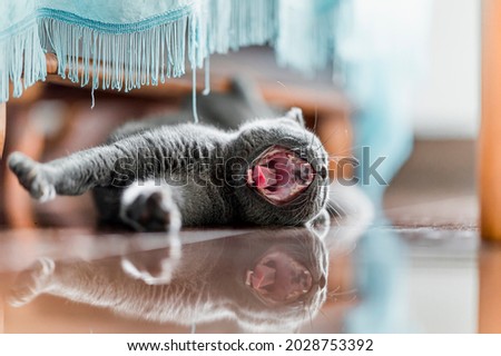 The curious Scottish fold cat ; The grey lovely lazy cat is stretching and yawning 