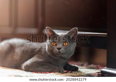 The curious Scottish fold cat ; The grey lovely and lazy cat