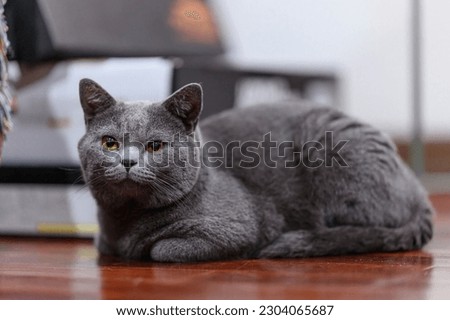 The curious Scottish fold cat ; The grey lovely and lazy cat in the warm light room