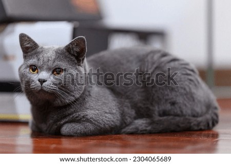 The curious Scottish fold cat ; The grey lovely and lazy cat in the warm light room