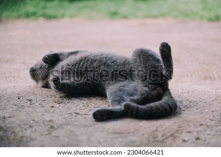 The curious Scottish fold cat ; The grey lovely and lazy cat laid down on the concrete floor, outdoor wildlife.