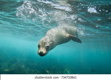 Curious Sea Lion