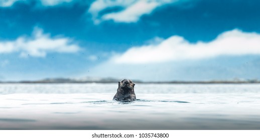 A Curious Sea Otter