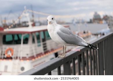 Curious seagull perches on a railing overlooking Port of Hamburg with fairy lights of a tour boat in the bokeh background. - Powered by Shutterstock