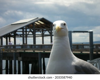 A curious seagull poses for the camera.