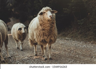 curious shaggy sheep walking on gravel path - Powered by Shutterstock