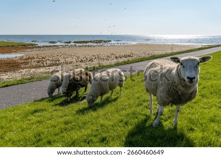 Curious sheep keep the grass short on the dike of Terschelling, near a large group of birds
