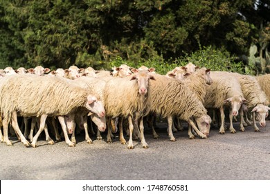 400 Sheep escaping Images, Stock Photos & Vectors | Shutterstock