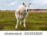 Curious sheep at the summit of Pen-y-Fan, the tallest peak in the Brecon Beacons, Wales