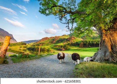 Curious sheeps on pasture in summer, Lake District, England