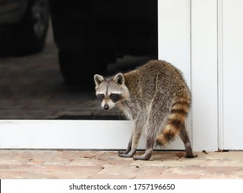 Curious, Sick And Confused Raccoon Caught Looking Into Glass Front Doors Of A Home In Broad Daylight. 