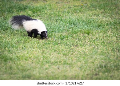 A Curious Skunk Walks Through A Yard In Southwest Virginia And Smells The Grass. Skunks Are Known For Their Ability To Spray A Fowl Smelling Liquid As Their Defense Mechanism. 