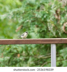 A curious small bird perched on a wooden railing with a blurred natural green background, capturing a peaceful garden moment. - Powered by Shutterstock