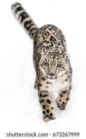 Curious Snow Leopard Walking Through the Snow