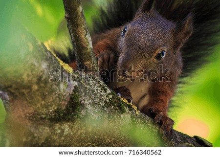 Similar – Image, Stock Photo Eating squirrel in a tree