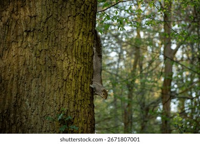 A curious squirrel climbing down a tree in Highgate Wood, London. A beautiful representation of wildlife in a natural setting.