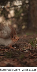 A Curious Squirrel Exploring the Forest Floor Among Leaves and Green Grass in a Peaceful Natural Setting