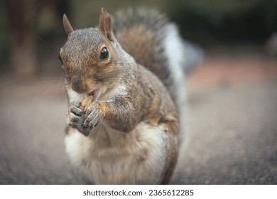 Curious squirrel Looking into camera whilst eating