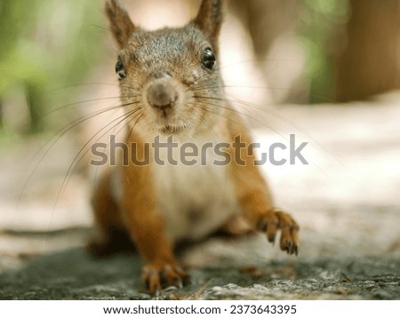 Similar – Image, Stock Photo Red Squirrel. Eating