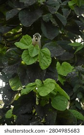 Curious squirrel monkey peeking through dense tropical leaves in the Amazon rainforest, highlighting the beauty of wildlife in its natural habitat.
