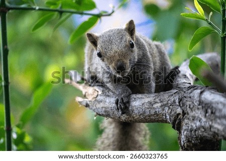Curious Squirrel on a Tree Branch in a Natural Setting