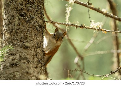 A curious squirrel peeks from behind a tree in a lush forest setting, with sunlight filtering through the branches.