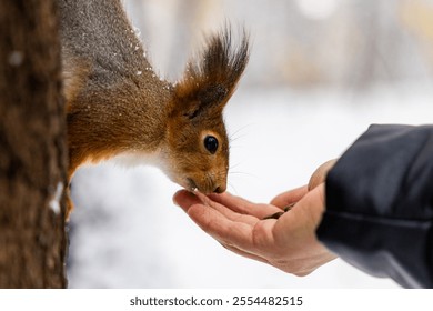 A curious squirrel reaches out to a person's hand for a tasty treat in a snowy forest. The tranquil setting enhances this wildlife interaction. Squirrel approaches human for food in winter forest. - Powered by Shutterstock